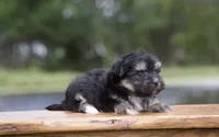 Finlo , a male Havanese for sale in Canton, TX – 4 of 5