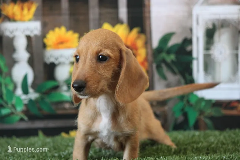 Matri Wire Hair – Miniature Dachshund puppy for sale in Canton, TX