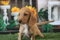 Matri Wire Hair, a female Miniature Dachshund for sale in Canton, TX – 1 of 9