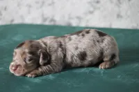 Torque, a male Miniature Dachshund for sale in Canton, TX – 2 of 3