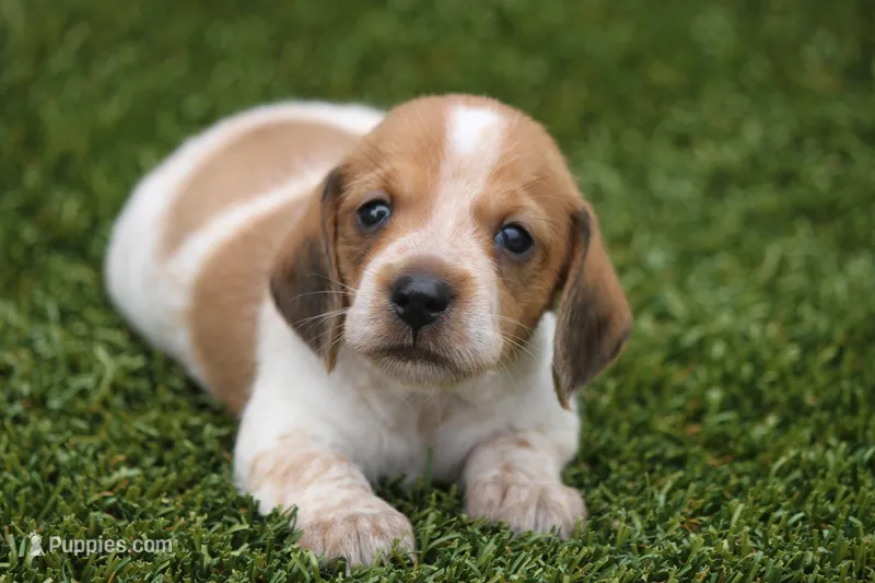 Moses – Miniature Dachshund puppy for sale in Canton, TX