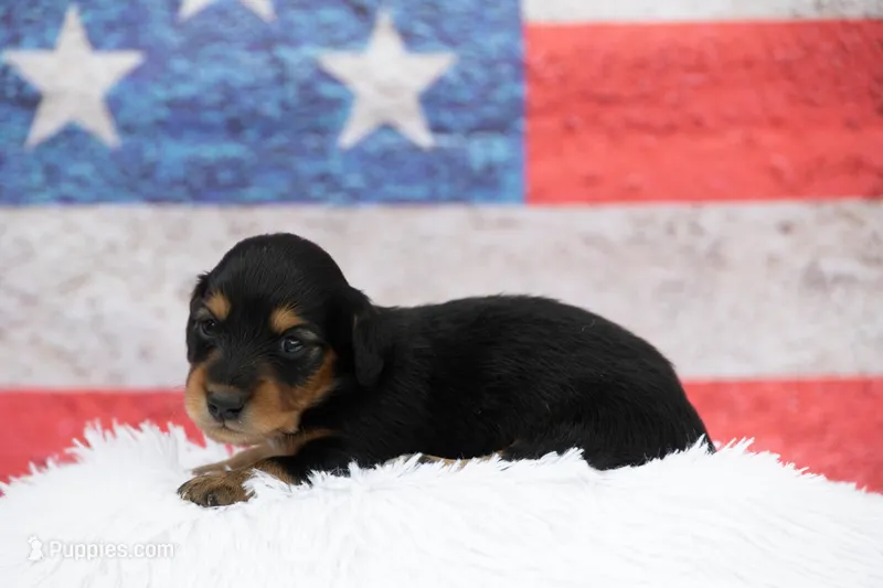 Nova – Miniature Dachshund puppy for sale in Canton, TX
