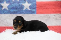Nova, a female Miniature Dachshund for sale in Canton, TX – 7 of 10