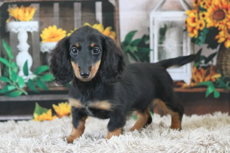 Nata – Miniature Dachshund puppy for sale in Canton, TX