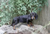 Gin, a female Miniature Dachshund for sale in Canton, TX – 6 of 10