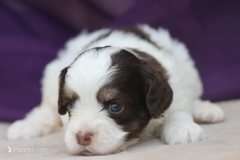 Hiccup – Cockapoo puppy for sale in Canton, TX