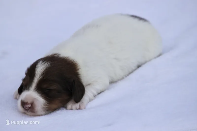 Jorey  – Miniature Dachshund puppy for sale in Canton, TX