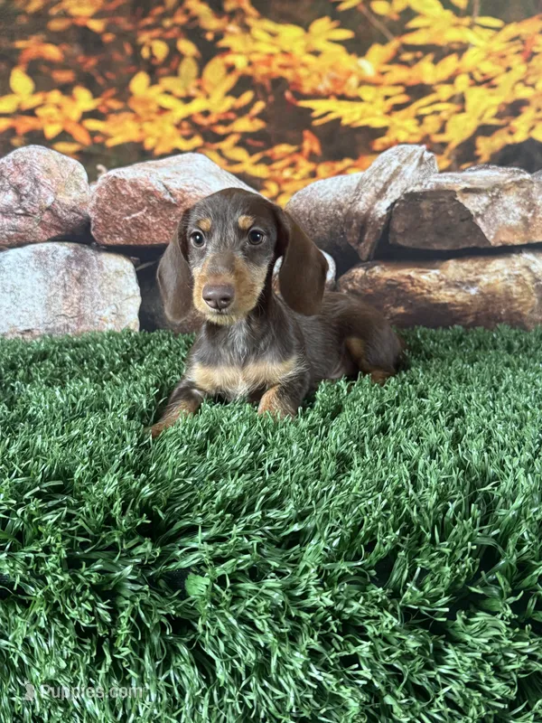 Loman – Miniature Dachshund puppy for sale in Canton, TX