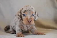 Tequila , a male Miniature Dachshund for sale in Canton, TX – 9 of 10