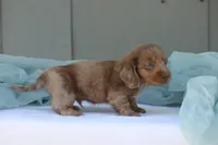 Jonas, a male Miniature Dachshund for sale in Canton, TX – 6 of 10
