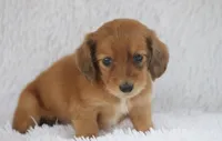 Nero, a male Miniature Dachshund for sale in Canton, TX – 5 of 9