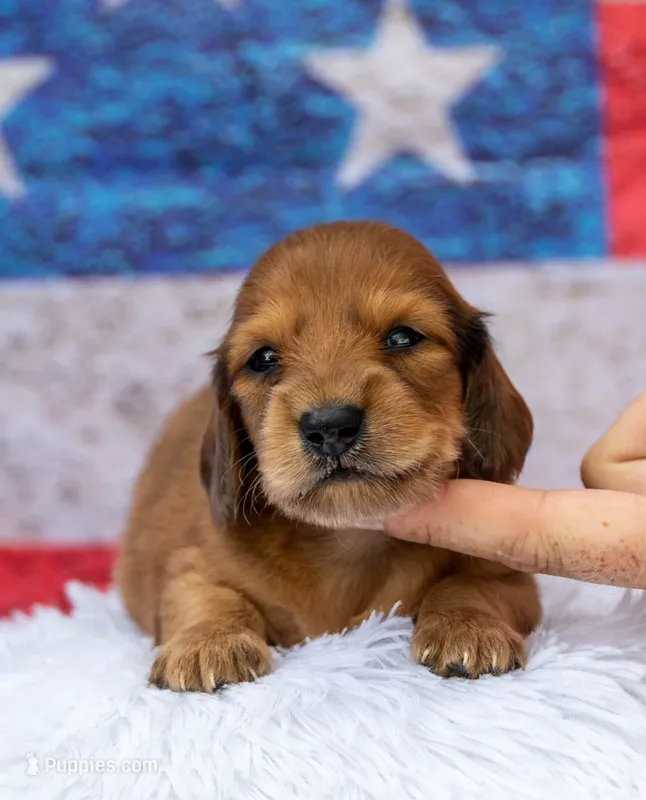 Nort  – Miniature Dachshund puppy for sale in Canton, TX