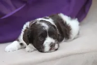 Hula, a female Cockapoo for sale in Canton, TX – 3 of 6