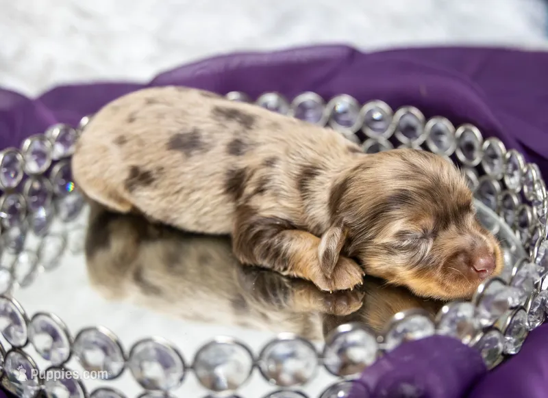 Ajax – Miniature Dachshund puppy for sale in Canton, TX