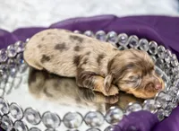 Ajax, a male Miniature Dachshund for sale in Canton, TX – 1 of 5