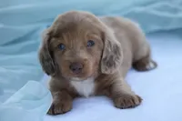 Journee, a female Miniature Dachshund for sale in Canton, TX – 7 of 8