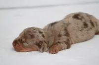Togo, a male Miniature Dachshund for sale in Canton, TX – 3 of 5