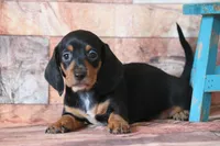 Nelani, a female Miniature Dachshund for sale in Canton, TX – 1 of 4
