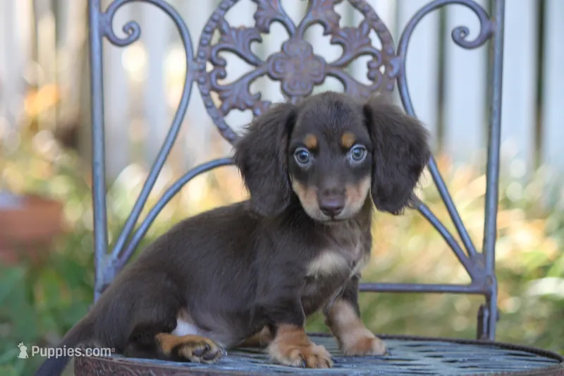 Triumph  – Miniature Dachshund puppy for sale in Canton, TX