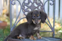 Triumph , a female Miniature Dachshund for sale in Canton, TX – 1 of 8