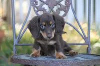 Triumph , a female Miniature Dachshund for sale in Canton, TX – 2 of 8