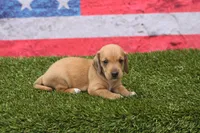 Matri Wire Hair, a female Miniature Dachshund for sale in Canton, TX – 7 of 9