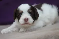 Hiccup, a female Cockapoo for sale in Canton, TX – 7 of 10