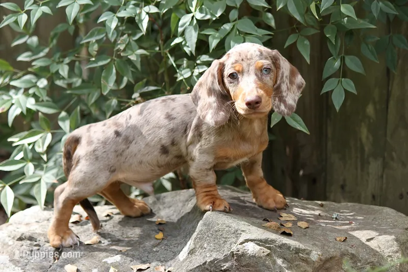 Tequila  – Miniature Dachshund puppy for sale in Canton, TX