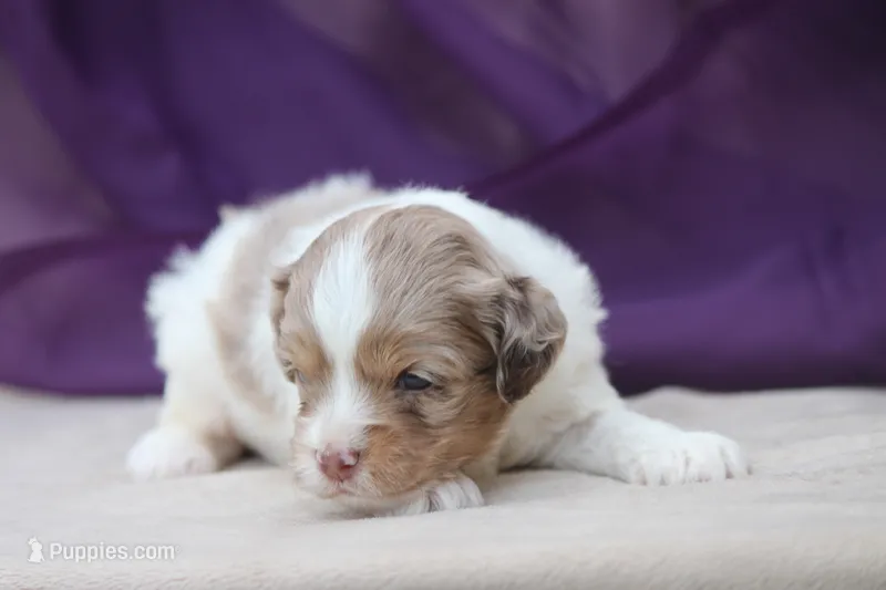 Henley  – Cockapoo puppy for sale in Canton, TX