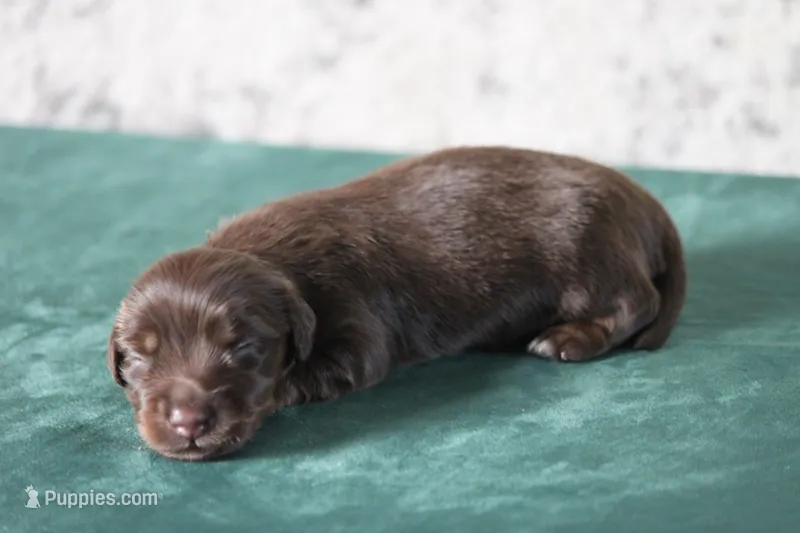 Triumph  – Miniature Dachshund puppy for sale in Canton, TX