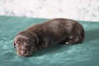 Triumph , a female Miniature Dachshund for sale in Canton, TX – 1 of 3