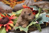 Sampson, a male Miniature Dachshund for sale in Canton, TX – 2 of 9