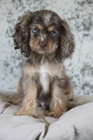 Chaz, a male Cocker Spaniel for sale in Canton, TX – 3 of 9