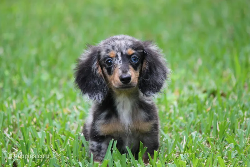Whiskey – Miniature Dachshund puppy for sale in Canton, TX
