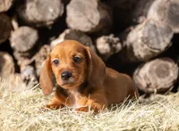 Malachi wire hair, a male Miniature Dachshund for sale in Canton, TX – 4 of 10