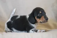 Rum, a male Miniature Dachshund for sale in Canton, TX – 7 of 9