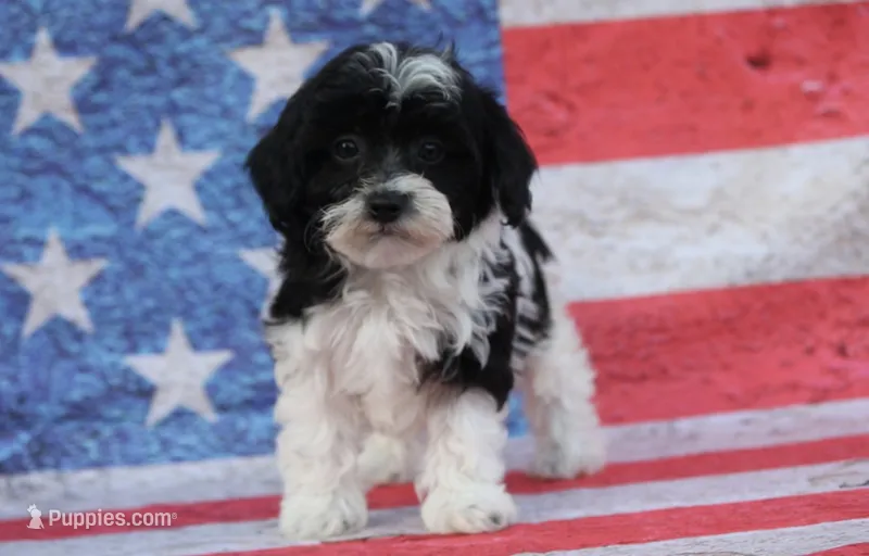 Briar  – Poodle - Toy , Havapoo puppy on hold in Canton, TX