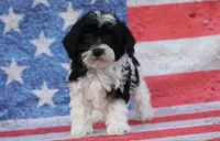 Briar , a female Poodle - Toy  and Havapoo for sale in Canton, TX – 1 of 5