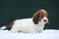 Jorey , a female Miniature Dachshund for sale in Canton, TX – 4 of 9