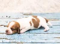 Moses, a male Miniature Dachshund for sale in Canton, TX – 3 of 4