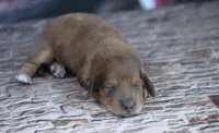 Nort , a male Miniature Dachshund for sale in Canton, TX – 2 of 6