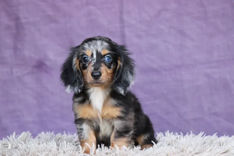 Whiskey – Miniature Dachshund puppy for sale in Canton, TX