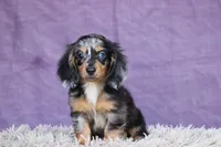 Whiskey, a male Miniature Dachshund for sale in Canton, TX – 1 of 8