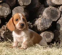 Moses wire hair, a male Miniature Dachshund for sale in Canton, TX – 5 of 10