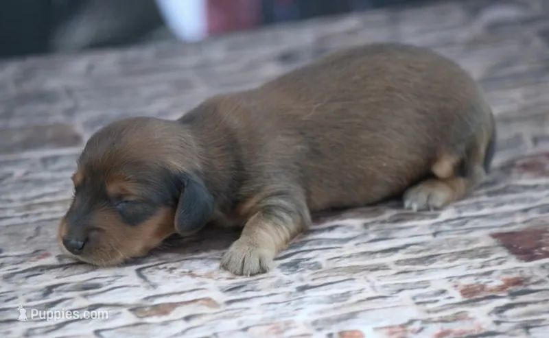Nile – Miniature Dachshund puppy for sale in Canton, TX