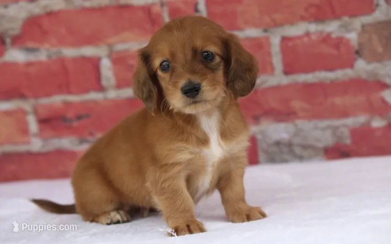 Nero – Miniature Dachshund puppy for sale in Canton, TX