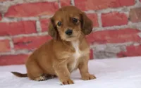 Nero, a male Miniature Dachshund for sale in Canton, TX – 3 of 9