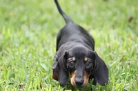Gin, a female Miniature Dachshund for sale in Canton, TX – 4 of 10