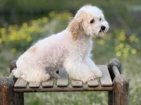 Briar , a female Poodle - Toy  and Havapoo for sale in Canton, TX – 4 of 5
