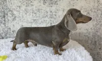 Tolkien, a male Miniature Dachshund for sale in Canton, TX – 5 of 5